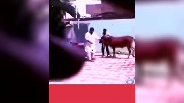 观看搞笑爆料视频大全,搞笑爆料视频大全集锦  第1张